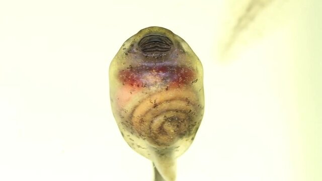 Close up of Oriental Firebelly Toad tadpole showing anatomy including intestine, mouth, gills and heart. 