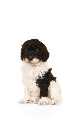 Cute black and white labradoodle puppy sitting seen from the side isolated on a white background looking at the camera, with space for copy