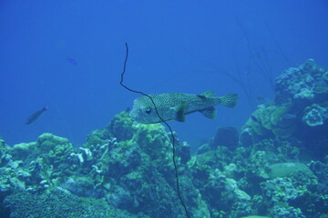 Porcupine fish pufferfish Fugu In The Caribbean Sea. Blue Water. Relaxed, Curacao, Aruba, Bonaire,...