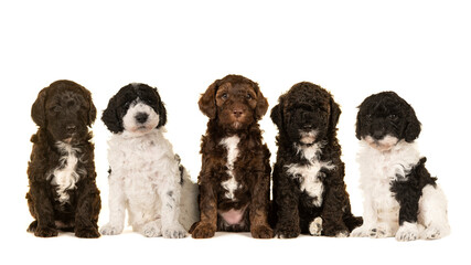 Five cute labradoodle puppy dogs sitting together isolated on a white background looking at the camera © Elles Rijsdijk