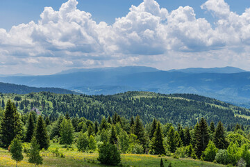 forest in the mountains