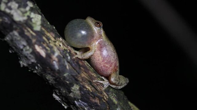 Close up of a Spring Peeper (Pseudacris crucifer) frog calling to attract a mate at night. 