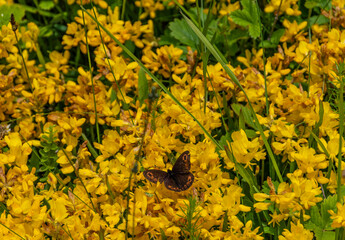 yellow flowers and a butterfly