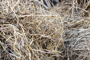 Scattered stalks of dry straw pile close up background