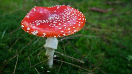 Fly Agaric Toadstool in forest in autumn, Germany. High quality photo