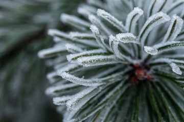 Beautiful icy pine twig close-up in winter