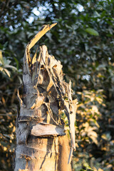 Sunshine on a dead headless dried coconut tree