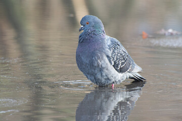 Grey pigeon bathing in the rain water with reflection on clear water.