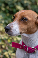 closeup of jack russell  terrier meme in green garden field with pink necklace