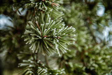 Beautiful icy pine twig close-up in winter