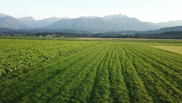 A drone capture of an Alpine landscape in Austria. The drone flies above the growing corn field. There are many small villages. High mountain chains in the back. Vast arable area. Fresh corps
