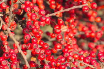 Beautiful background of red berries. Selective focus.