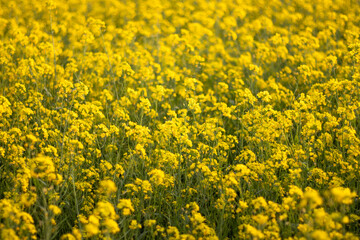 Fototapeta premium Yellow Mustard flower field close up shot