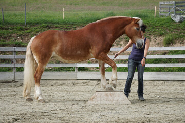 Woman trains dressage horse in corral