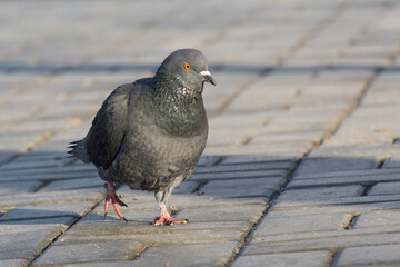 The gray dove walks along the park alley.