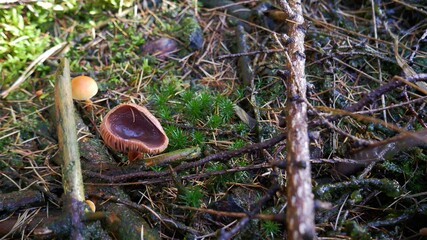 Mushroom in forest in autumn, Germany. High quality photo