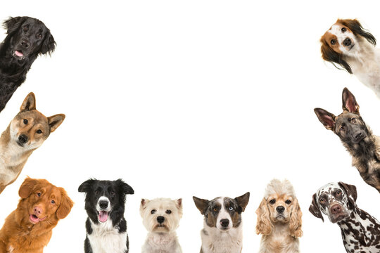 Portraits of different kind of breeds of dogs looking at the camera around the borders of the image with copy space in the middle isolated on a white background