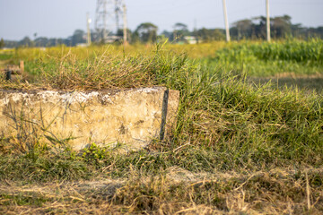 A field of wild grasses close up shot in the village