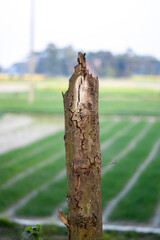 A headless dried dead tree close up near the agriculture field