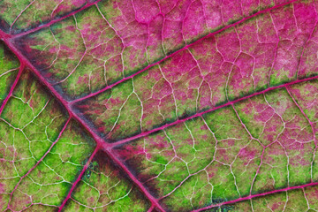 Poinsettia leaf Euphorbia pulcherrima abstract macro, green and pink colors and texture details.
