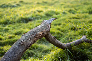 A laying lebbeck tree branch on the green grasses