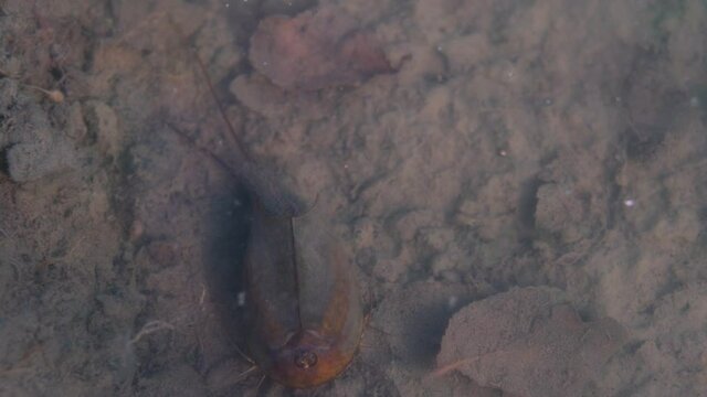 Close up footage of Tadpole shrimp, Triops cancriformis is a rare living fossil in Europe. Swimming in a shallow pool habitat. Nature light.