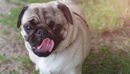 Funny pug face with open mouth with a long tongue against the blurred background.