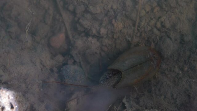 Close up footage of Tadpole shrimp, Triops cancriformis is a rare living fossil in Europe. Swimming in a shallow pool habitat. Nature light.