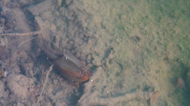 Close up footage of Tadpole shrimp, Triops cancriformis is a rare living fossil in Europe. Swimming in a shallow pool habitat. Nature light.