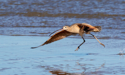 Long-billed curlew (Numenius americanus) taking off from the ocean beach, Galveston, Texas, USA.