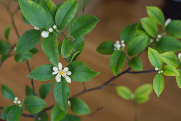 White lemon flowers on a flowering tree branch of an evergreen plant in spring. Small lemon buds.
