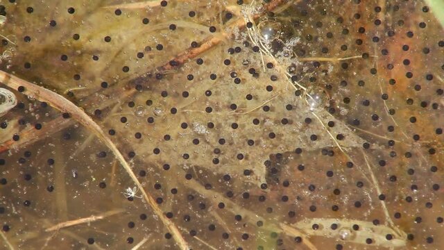 Eggs of a green frog (Rana clamitans / Lithobates clamitans) float gently on the surface of a pond on a warm summer day. 