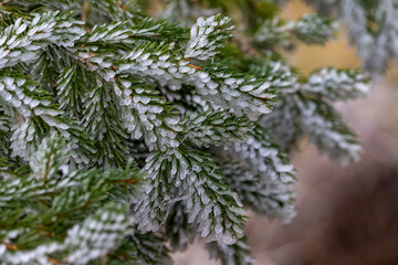 Frost auf Nadelbaum