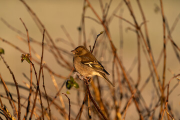 bird on the grass