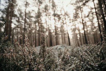 Winter forest landscape from Northern Europe.