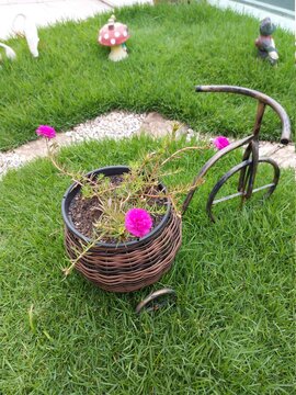 buqu&ecirc; de Flor onze horas no sexto com triciclo decorativo em um jardim