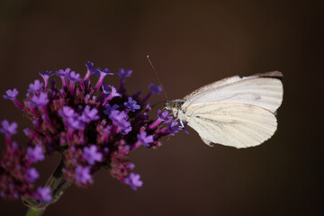 Naklejka premium White Butterfly on flower