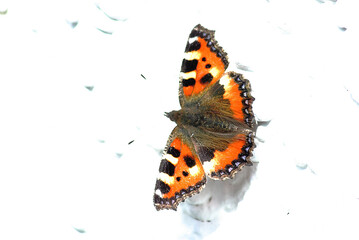 Reynard on a white wall
