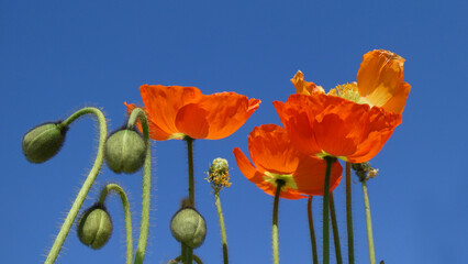 Obraz premium roter Mohn