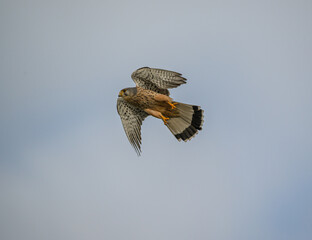 Vogel, fliegen, Falken, Natur