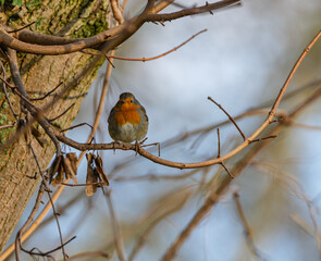 Rotkehlchen (Erithacus rubecula), vogel