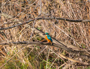 Eisvogel (Alcedo atthis), vogel, blau , orange