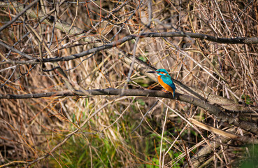 Eisvogel (Alcedo atthis), vogel, blau , orange