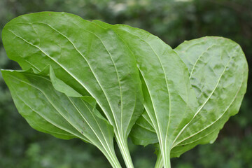 In nature, the plantain (Plantago cornutii) is growing