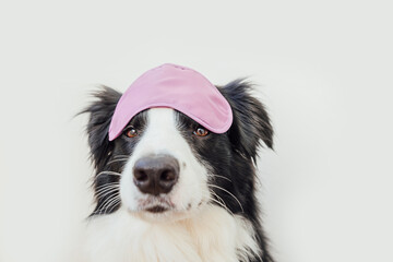 Do not disturb me, let me sleep. Funny cute smiling puppy dog border collie with sleeping eye mask isolated on white background. Rest, good night, siesta, insomnia, relaxation, tired, travel concept.