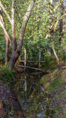 Rural scene of woodland trees in the New Forest, Hampshire, with rustic wooden fencing over natural water. Portrait image with foliage, reflections in the stream. Sunlit with shadows. England  - 402898633