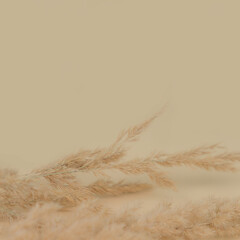 Blurred abstract background of pampas grass. Background boho. Minimalist. Low depth of field..