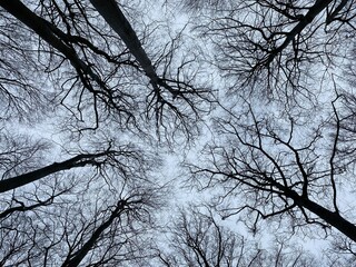 tree in winter