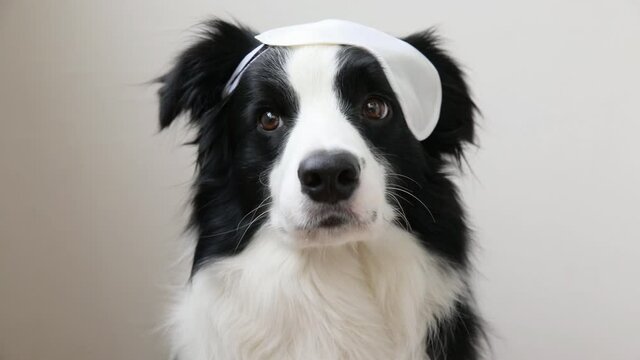 Do not disturb me, let me sleep. Funny cute smiling puppy dog border collie with sleeping eye mask isolated on white background. Rest, good night, siesta, insomnia, relaxation, tired, travel concept