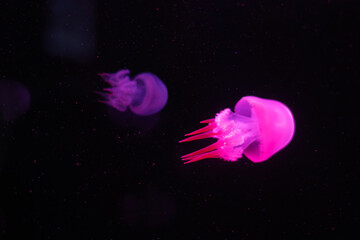 Pacific sea nettle Chrysaora melanaster jellyfish. Vibrant Pink against a deep blue background